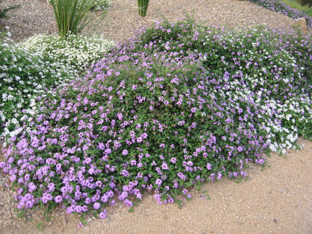 GV Gardeners: Color combinations for summer gardens